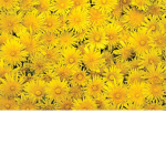 Dandelion field