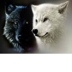 Wolves of the Packs