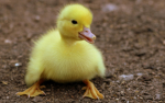 The Duck team unites