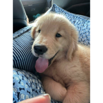 Goldens =)