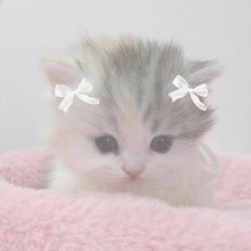 helloo !