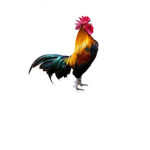 ROOSTERS GROUP