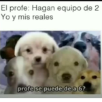 Basti y sus suricatas