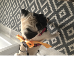 Da pugs! Let’s gooo