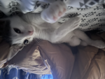 The cat panda unicorn and other animals team