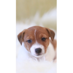 Roblox puppy’s forever