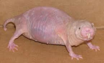 BlockBit Games