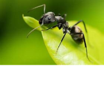 an army of ANTS