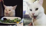The rat group [no cats]
