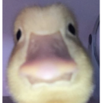 Duck Community Services