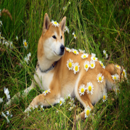 puppy / dog aesthetic Roblox decal