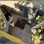 The Metal Cats