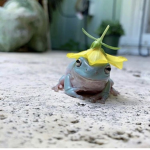 Froggy._.stuff