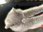 Hi cat @everyone