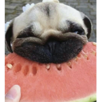 The JasminJello’s