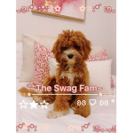 ~ The swag fam ~