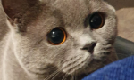 MeOW Hi! :3