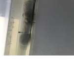 Tadpoles rule