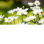 ~The Daisies!~