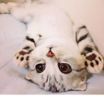 Kitten land