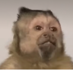 Monkey Funny Fans;
