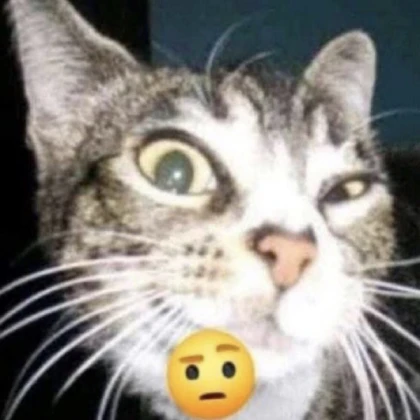 cat cat cat cat