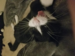 Meowiscute