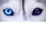 Wolf bravery
