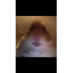 MiniWavez