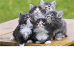 THE EXTRA CUTE CLUB!!