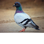 Pigeon Land