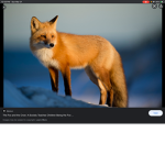 FOX SQUADS