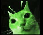 Popcats loves meows