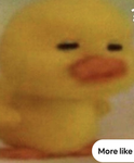 Ducky-dylan