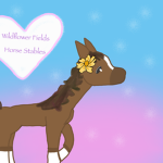 ~ Wildflower Fields Horse Stables ~
