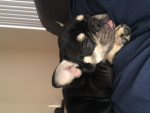 Doggies with love