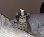 шесть