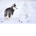 Puppy squad!!! Giveaways a on adopt me!!!