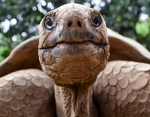 THE TORTOISE GROUPS