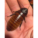 Cockroach hangout