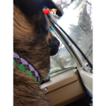The help for pets in need