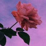 Floower club
