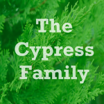 The Cypress Family