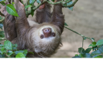 Save the sloths and help sloths