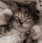 Sammys kitten