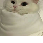 xOx.CAT COMMUNITY.xOx