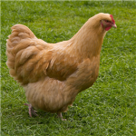 TheChickenClan