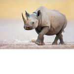 Rhinos And Friends