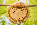 The Queen’s Hive