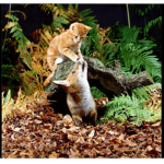 Cute foxies and kitty squad!